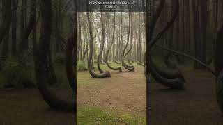 Nobody Knows Why Every Tree Here Bends