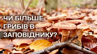 Опеньковий Рай😍 Футуристичні гриби незрозумілої форми🤔Говорушка - небезпечний гриб😱 Збираю Гриби #84