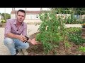 Comment planter vos tomates 