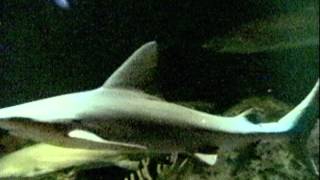 Sand Tiger Shark's at The National Aquarium (Baltimore,MD)