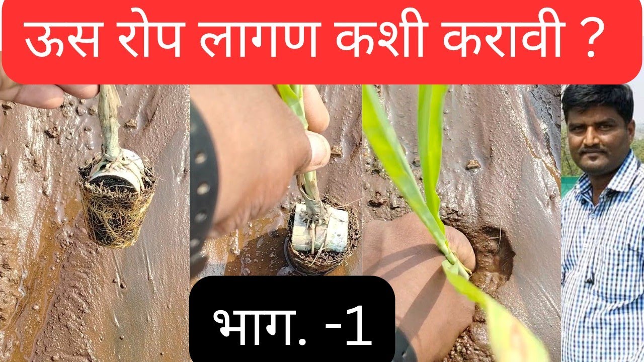 ऊस रोप लागवड कशी करावी, जेणेकरून जाड फुटवा होईल माती लावताना मोडमोडी होणार नाही.‎@Sheticha_Doctor 