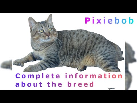 ვიდეო: Pixiebob: ჯიშის მახასიათებლები და ისტორია, კატის ხასიათი და მოვლა, ფოტოები, მფლობელების მიმოხილვა, კნუტის არჩევანი