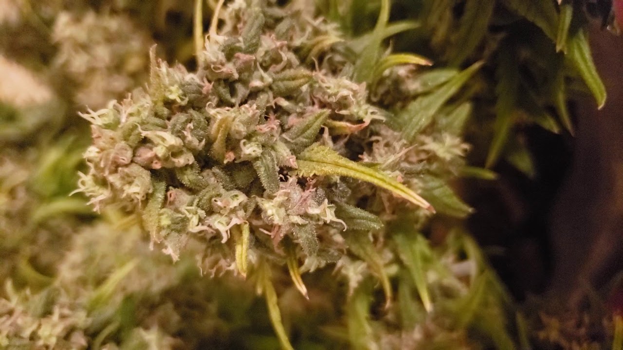 time to harvest 1 of my moby dick auto flowers
