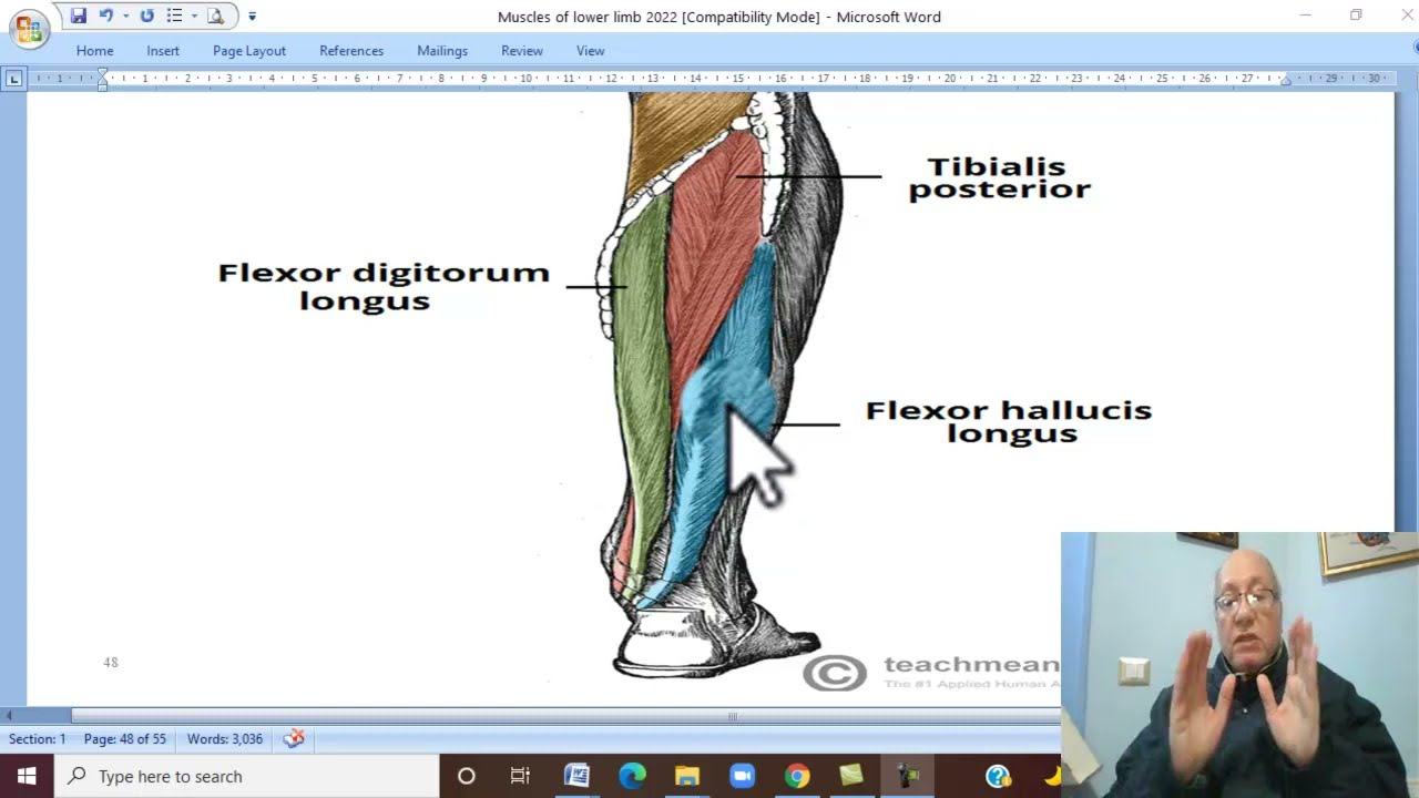 Модуль «Опорно-двигательная система», Анатомия нижних конечностей на арабском языке, 16 (Глубокие...