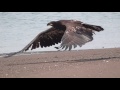 Golden Eagle takeoff