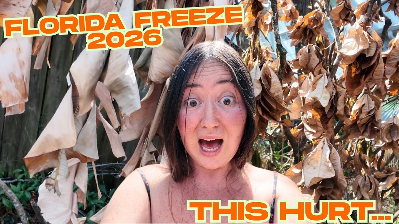 The Aftermath of Florida’s 2026 Freeze ❄️🌴 Our Orlando Backyard Damage