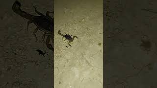 Scorpion in California