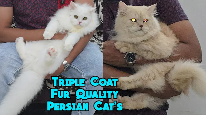 Video 11211211: quality persian cat, pet farms