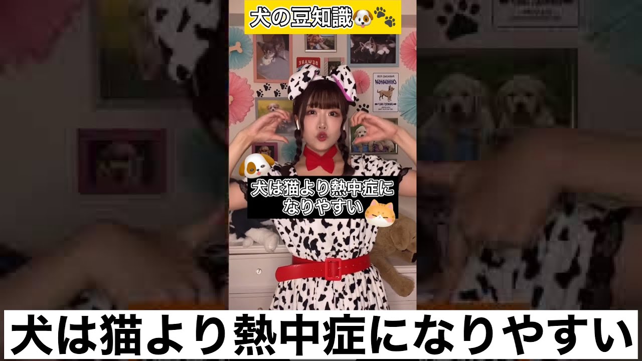 犬の豆知識 犬は猫より熱中症になりやすい Shorts 犬 豆知識 Youtube 犬の豆知識 犬は猫より熱中症になりやすい Shorts 犬 豆知識 Youtube