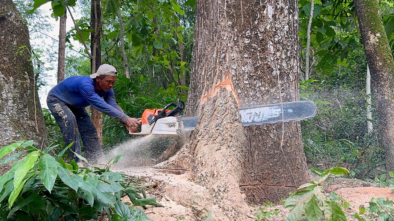 The best chainsaw from Stihl... Conquering 3 difficult trees easily‼️