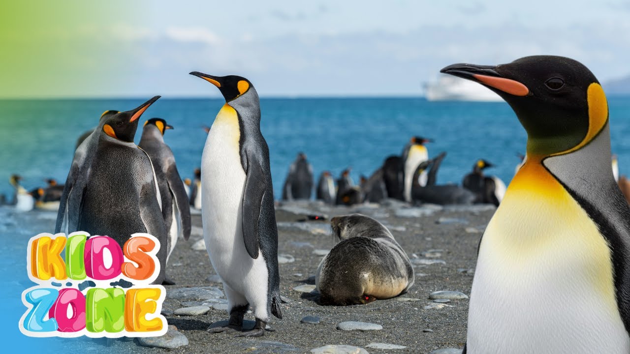 Species of Penguins for Kids | All 18 Penguin Species | Most