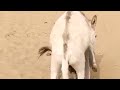 Donkey Meeting In Village Video 