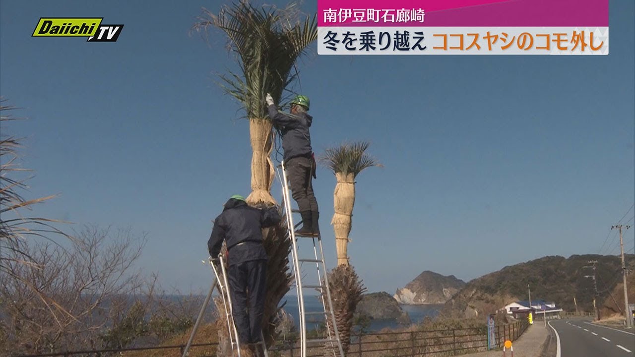 春の訪れ】ココスヤシのコモ外し作業行われる（静岡・南伊豆町） - YouTube