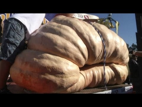 У США фермер виростив гарбуза монстра