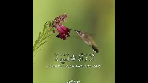 تر أن الله يسبح له من في السماوات والأرض والطير صافات كل قد علم صلاته -سورة النور/القارئ مختار الحاج
