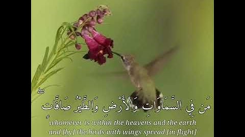 تر أن الله يسبح له من في السماوات والأرض والطير صافات كل قد علم صلاته -سورة النور/القارئ مختار الحاج