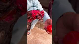 Best face #youtubeshorts #aseelmurga #viralvideo #chicken #rooster #ayam #animals #birds #shorts