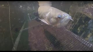 Creature Closeup: Arowanas | California Academy of Sciences