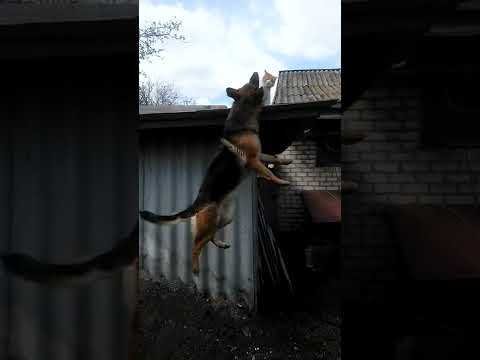 Овчарка загрызла Кошку Шокирующее видео  Shock Animals Dog & Cat #shorts