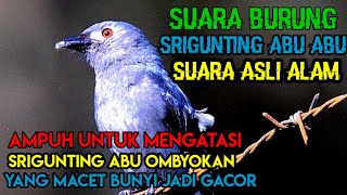 SUARA BURUNG SRIGUNTING ABU ASLI SUARA ALAM ||Cocok buat pikat dan pancingan