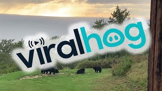 Cute Bear Cubs Wrestle In The Rain Viralhog