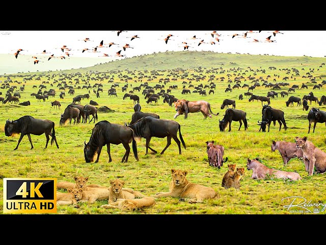 4K African Wildlife : The World's Greatest Migration from Tanzania to Kenya With Real Sounds class=