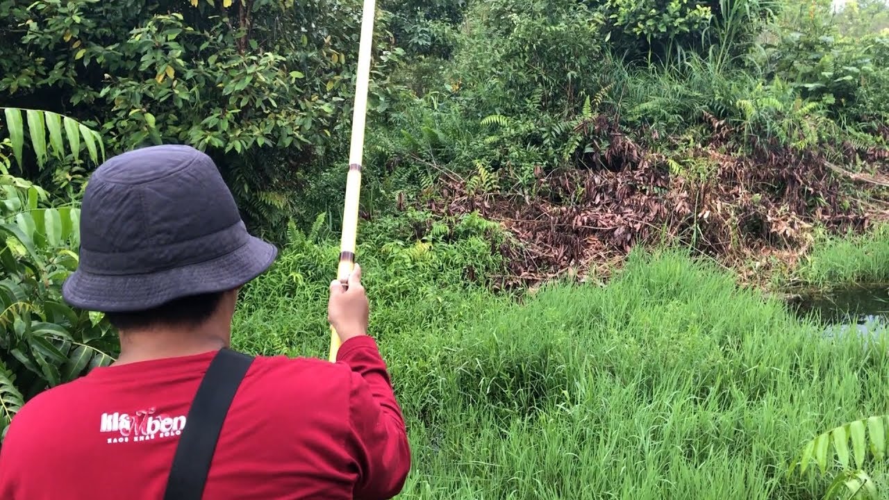 Mancing Ikan Haruan atau gabus umpan kodok strike 1 ekor hehehe