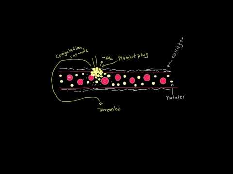 Formation of a fibrin clot