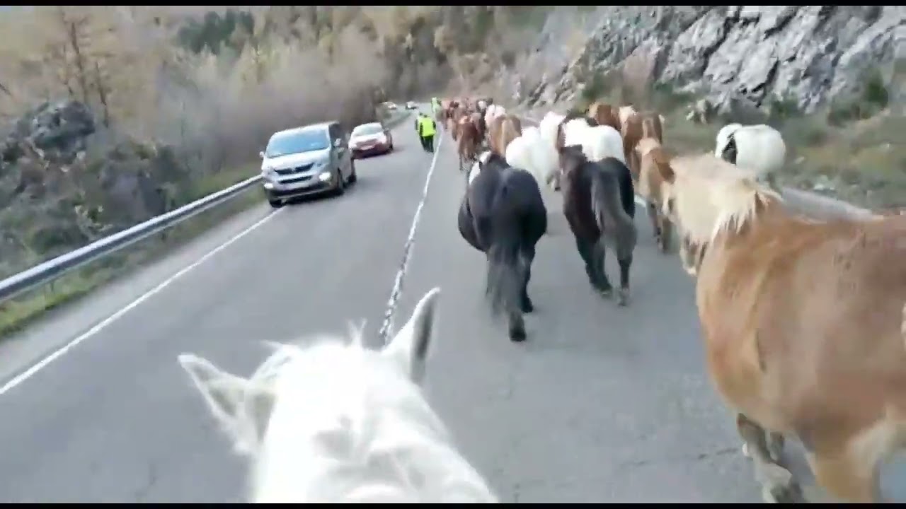 trashumancia en el pirineo