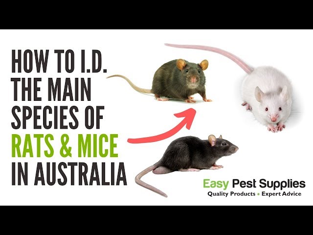 Main Pest Species Of Rats Mice