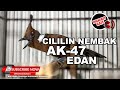 Masteran Cililin Ngotot Ak Suara Hutan Cililin Gacor Burung Asli Mp3 - Mp4 Download