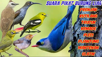 suara pikat burung kecil ribut pijantung rambatan trucuk kutilang sogon prenjak paling ampuh a26