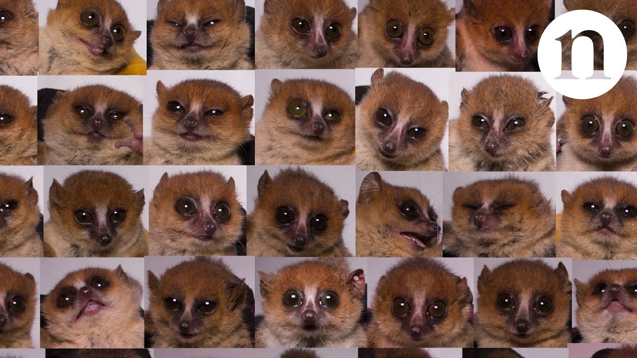 Small Furry And Powerful Are Mouse Lemurs The Next Big Thing In Genetics