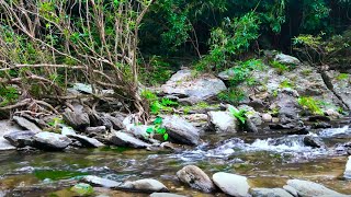 The Gentle Sound of The Stream | Relaxing Sounds Fall Asleep Immediately | ASRM