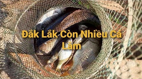 Câu Cá Ở Đập Eah