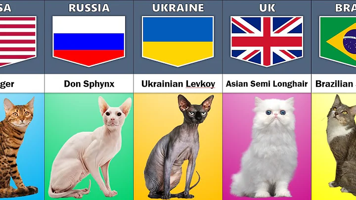 Video 1531431: semi longhair cat, asian semi longhair, abyssinian cat, cat breed