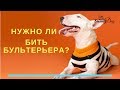 Нужно ли бить бультерьера?  Бить или не бить собаку?