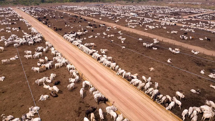 24,7 Million Cattle In Australia Are Raised This Way - Australia Farming - DayDayNews