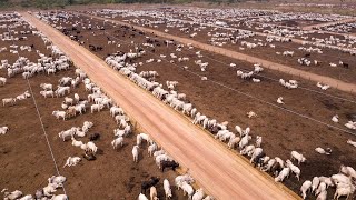 24,7 Million Cattle In Australia Are Raised This Way - Australia Farming screenshot 3