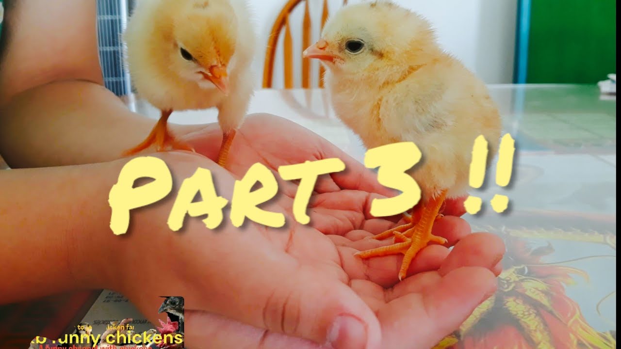 My Chickens hatched using a lightbulb (part 3 finale)