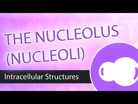 Video: Welcher Teil eines Hauses ist wie ein Nukleolus?