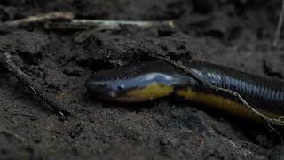 An interesting, rarely seen amphibian (Caecilian) in our garden in northeastern Thailand.