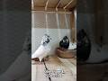 Choti Wali Iranian Highflyer Jor #shortsfeed #shorts #kabutar #pigeon #kabootar