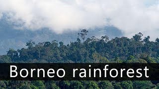 Rainy morning in Asian rainforest