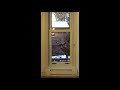 Curious Deer Stops by a Window and Takes a Look Inside