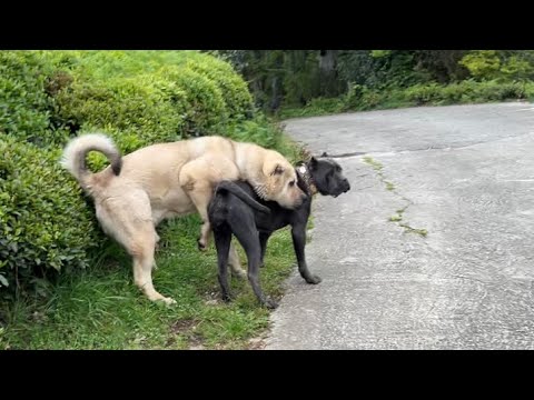 KIZANDA OLAN BELLAYI ALCAPONUN ELİNDEN ZOR KURTARDIM