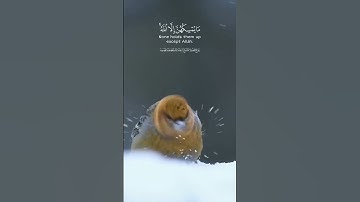 سورة النحل الآية 79 #الشيخ_عبد_الباسط_عبدالصمد