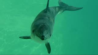 Facts: The Harbor Porpoise