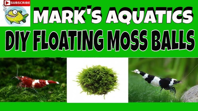 Moss, Florida Moss (Cladophora Hauptus) SHRIMP FOOD ! Make a Moss