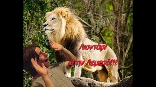 Λιοντάρι στην Λεμεσό